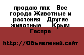 продаю лпх - Все города Животные и растения » Другие животные   . Крым,Гаспра